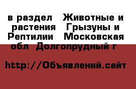  в раздел : Животные и растения » Грызуны и Рептилии . Московская обл.,Долгопрудный г.